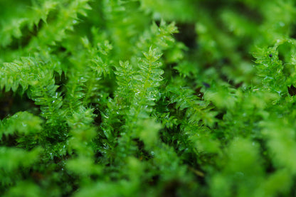 Racopilum cuspidigerum, also known as Selaginella Moss, is named for its leaf arrangement, which resembles that of the Selaginella plants (commonly known as clubmosses). This is a creeping moss that grows on decayed wood, rocks, and soil. It is excellent at attaching to wood, spreading quickly, and thrives in humid conditions, making it well-suited for micro-landscapes, terrariums, and paludariums.