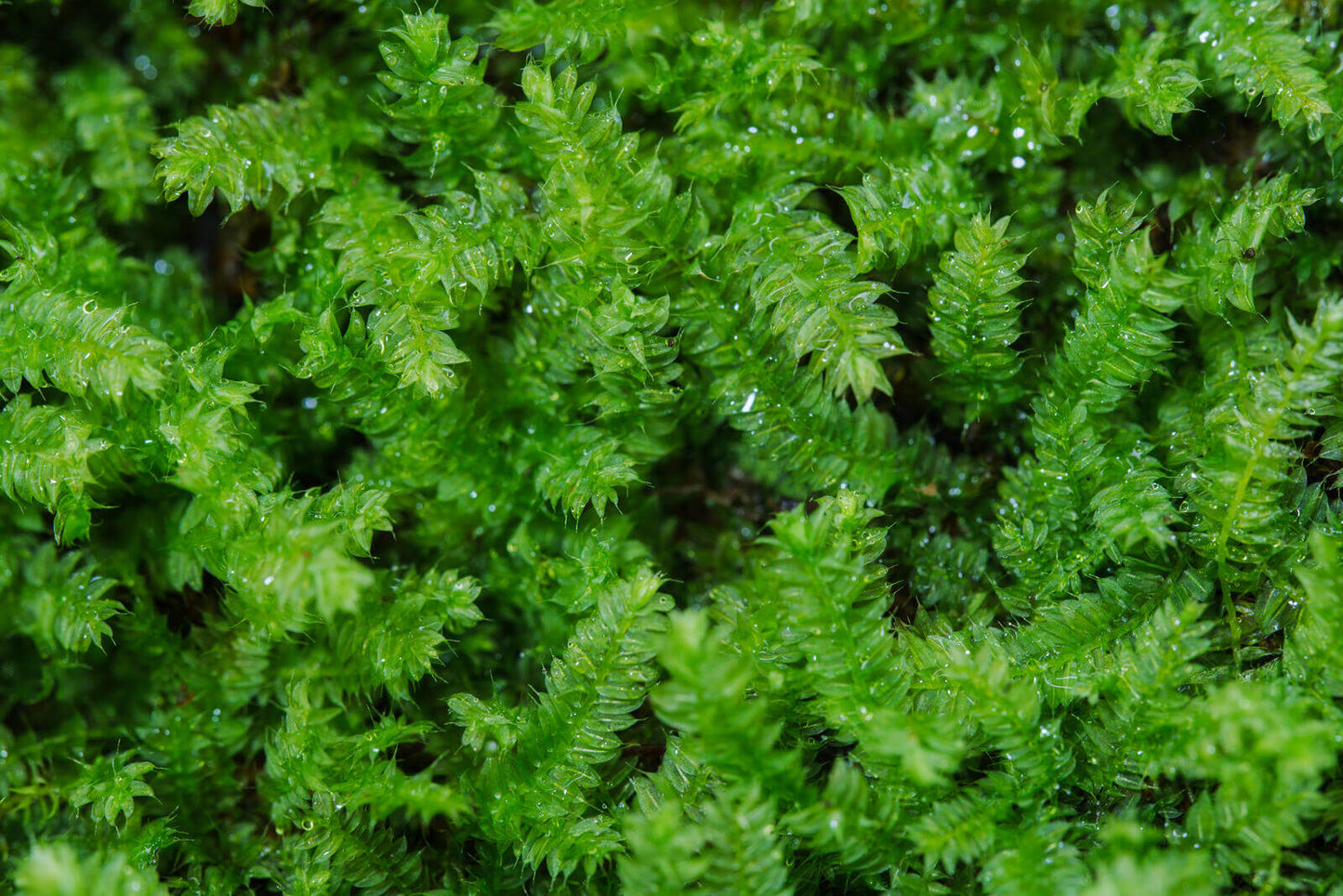 Racopilum cuspidigerum, also known as Selaginella Moss, is named for its leaf arrangement, which resembles that of the Selaginella plants (commonly known as clubmosses). This is a creeping moss that grows on decayed wood, rocks, and soil. It is excellent at attaching to wood, spreading quickly, and thrives in humid conditions, making it well-suited for micro-landscapes, terrariums, and paludariums.