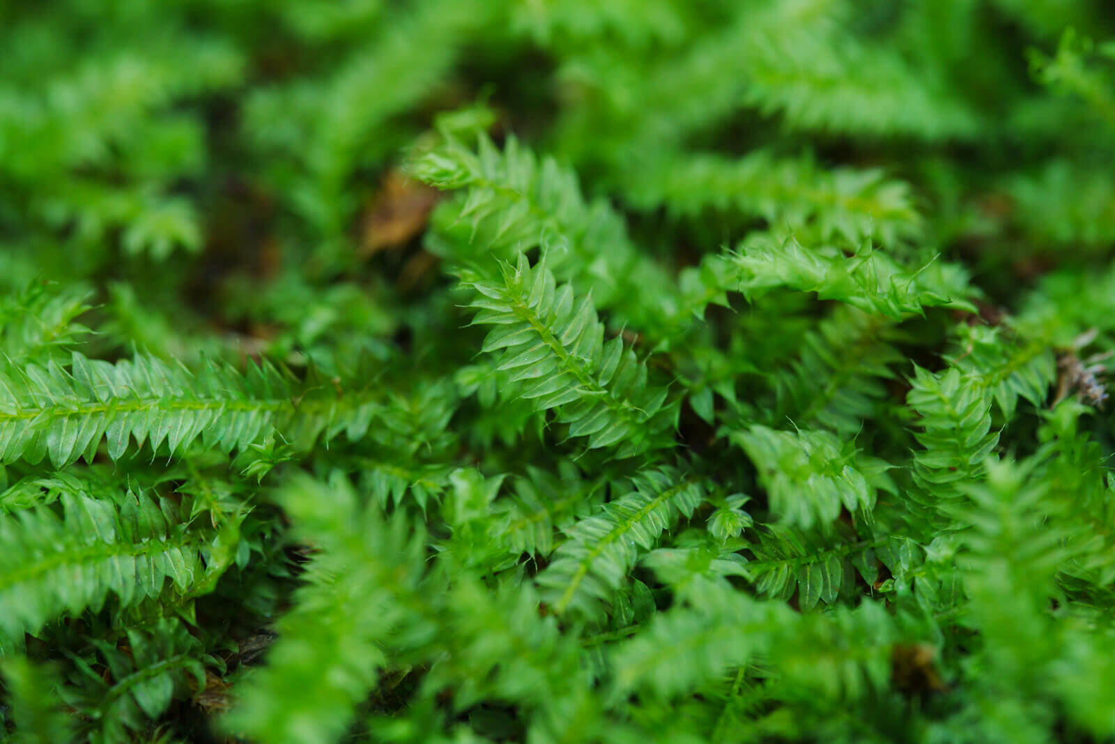 Racopilum cuspidigerum, also known as Selaginella Moss, is named for its leaf arrangement, which resembles that of the Selaginella plants (commonly known as clubmosses). This is a creeping moss that grows on decayed wood, rocks, and soil. It is excellent at attaching to wood, spreading quickly, and thrives in humid conditions, making it well-suited for micro-landscapes, terrariums, and paludariums.