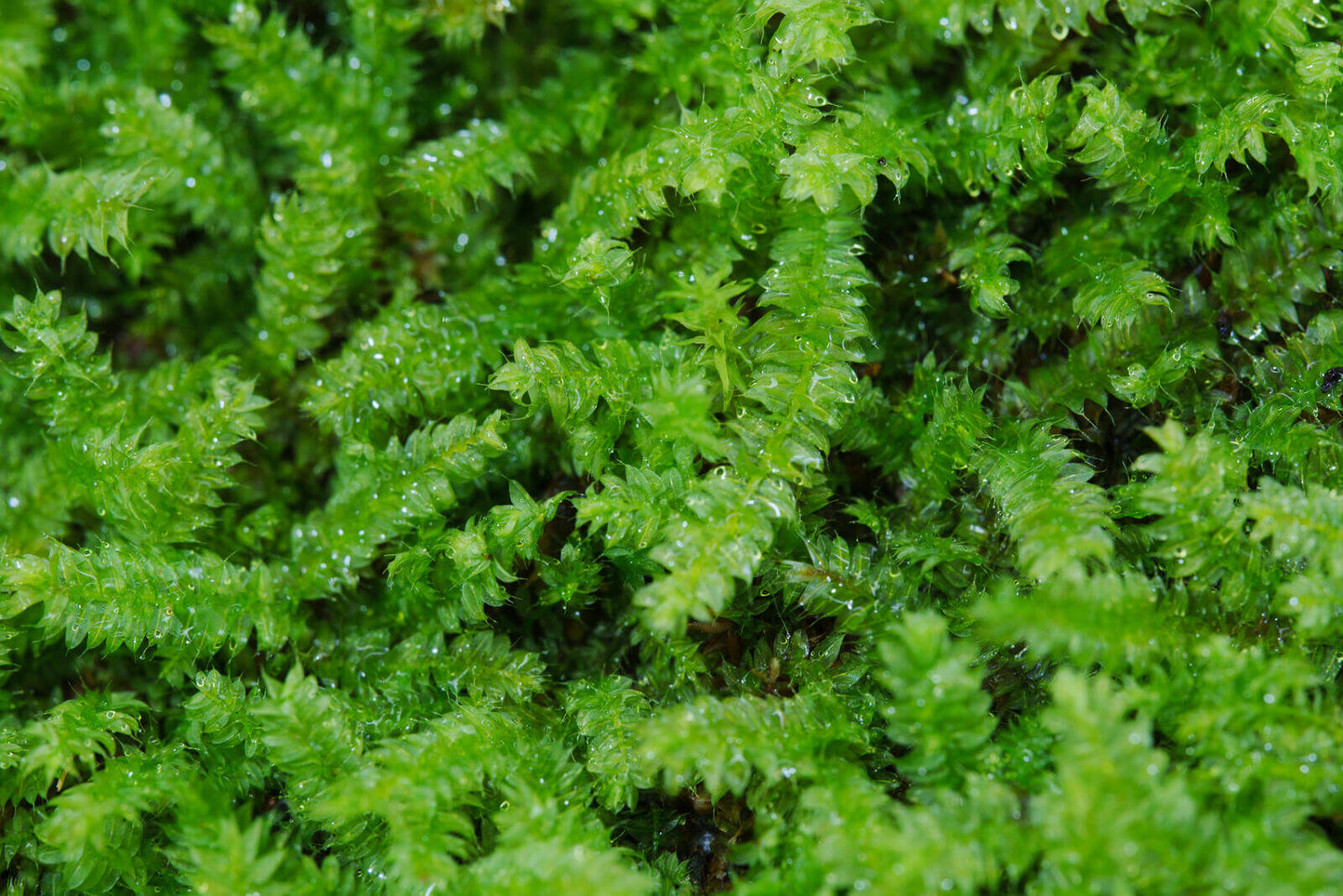 Racopilum cuspidigerum, also known as Selaginella Moss, is named for its leaf arrangement, which resembles that of the Selaginella plants (commonly known as clubmosses). This is a creeping moss that grows on decayed wood, rocks, and soil. It is excellent at attaching to wood, spreading quickly, and thrives in humid conditions, making it well-suited for micro-landscapes, terrariums, and paludariums.