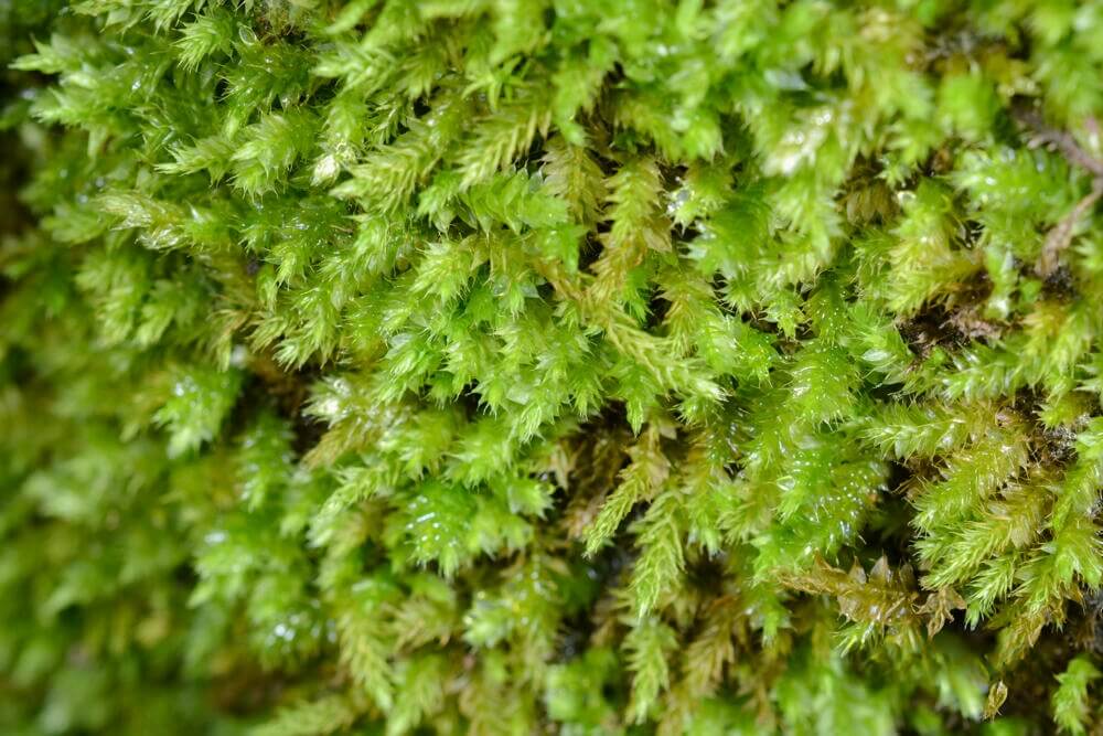 Racopilum cuspidigerum, also known as Selaginella Moss, is named for its leaf arrangement, which resembles that of the Selaginella plants (commonly known as clubmosses). This is a creeping moss that grows on decayed wood, rocks, and soil. It is excellent at attaching to wood, spreading quickly, and thrives in humid conditions, making it well-suited for micro-landscapes, terrariums, and paludariums.