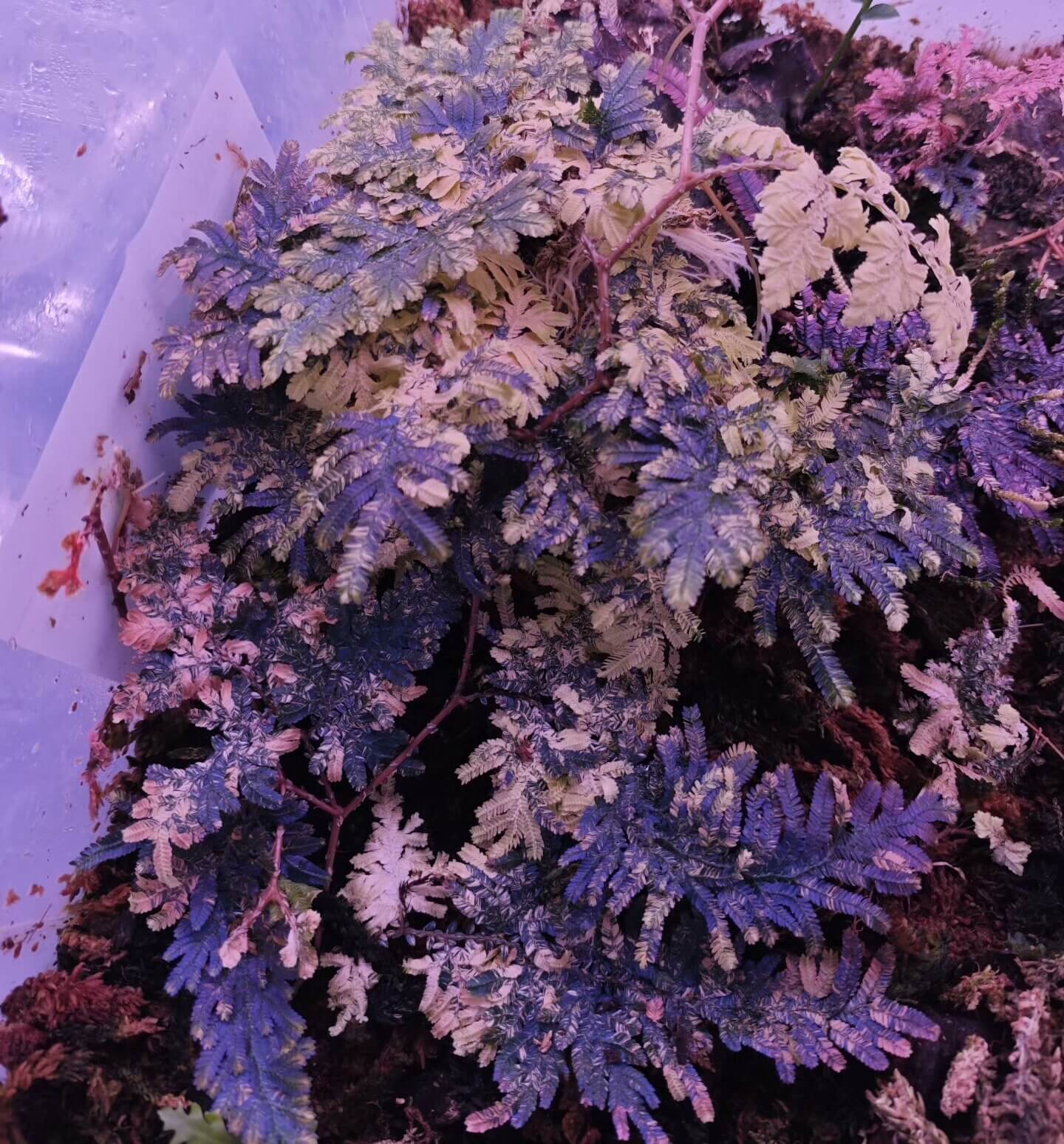Selaginella cf. willdenowii variegated exhibits exceptional variegation. The foliage is predominantly green, overlaid with extensive yellow to creamy-white variegated sectors that cover a large portion of the leaf surface. The variegation is bright and well-defined, giving the plant a striking appearance. Notably, even in non-variegated areas, the plant shows an intense blue iridescence; its blue coloration is markedly stronger than that observed in other blue-toned Selaginella species I have encountered.