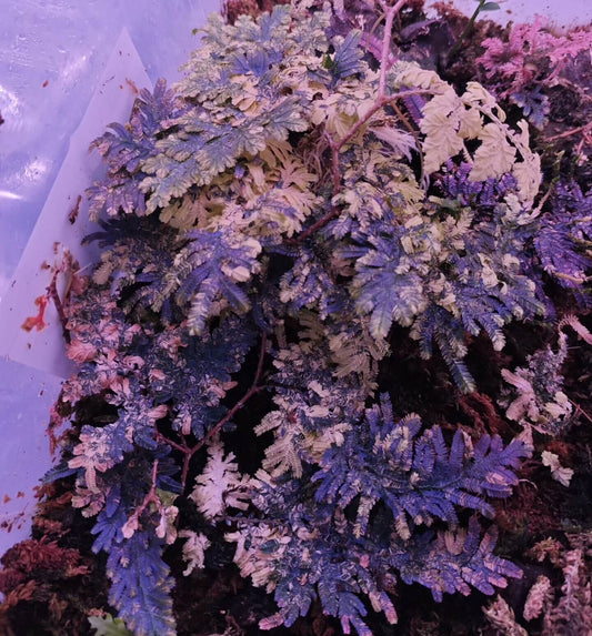 Selaginella cf. willdenowii variegated exhibits exceptional variegation. The foliage is predominantly green, overlaid with extensive yellow to creamy-white variegated sectors that cover a large portion of the leaf surface. The variegation is bright and well-defined, giving the plant a striking appearance. Notably, even in non-variegated areas, the plant shows an intense blue iridescence; its blue coloration is markedly stronger than that observed in other blue-toned Selaginella species I have encountered.
