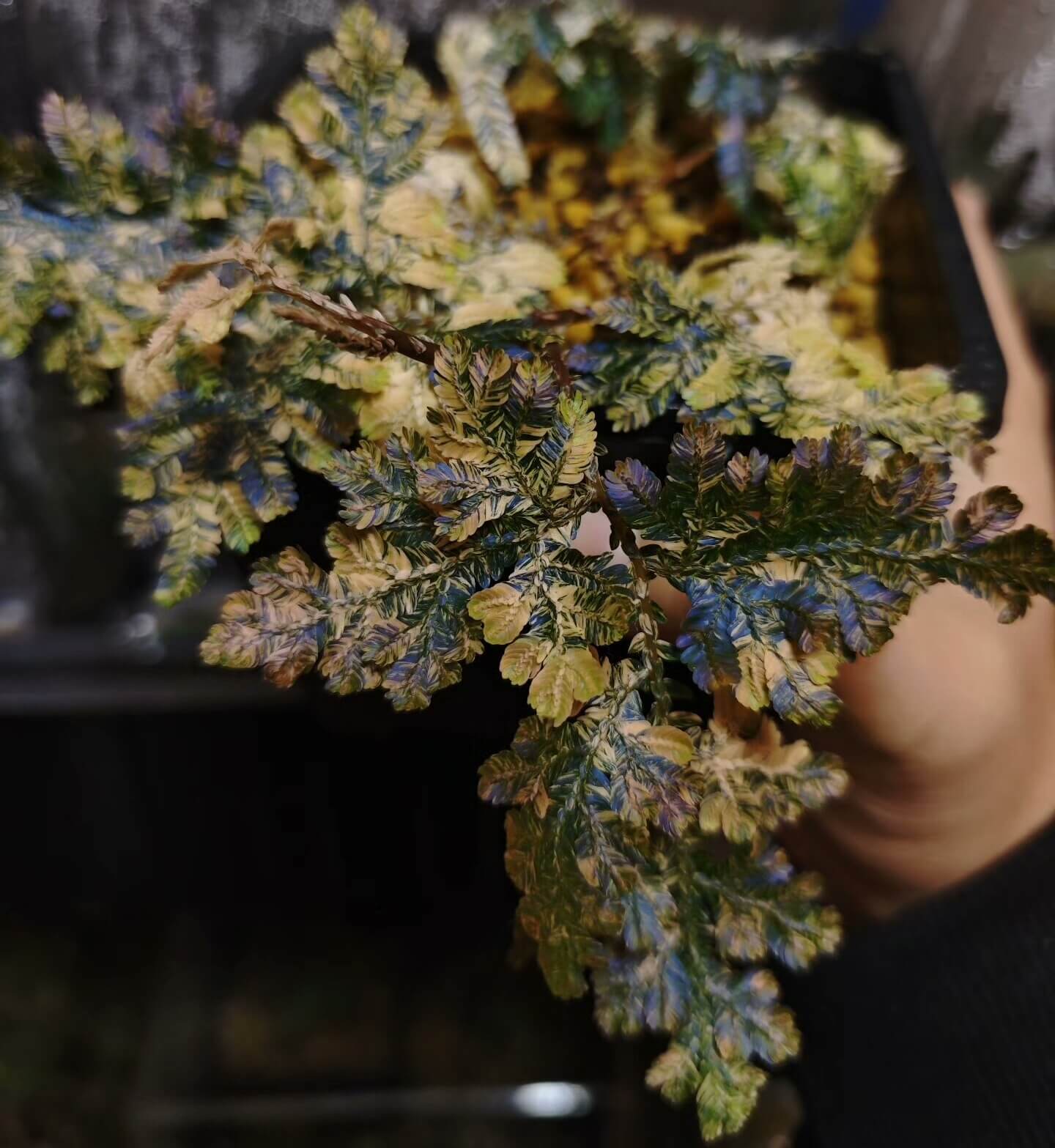 Selaginella cf. willdenowii variegated exhibits exceptional variegation. The foliage is predominantly green, overlaid with extensive yellow to creamy-white variegated sectors that cover a large portion of the leaf surface. The variegation is bright and well-defined, giving the plant a striking appearance. Notably, even in non-variegated areas, the plant shows an intense blue iridescence; its blue coloration is markedly stronger than that observed in other blue-toned Selaginella species I have encountered.