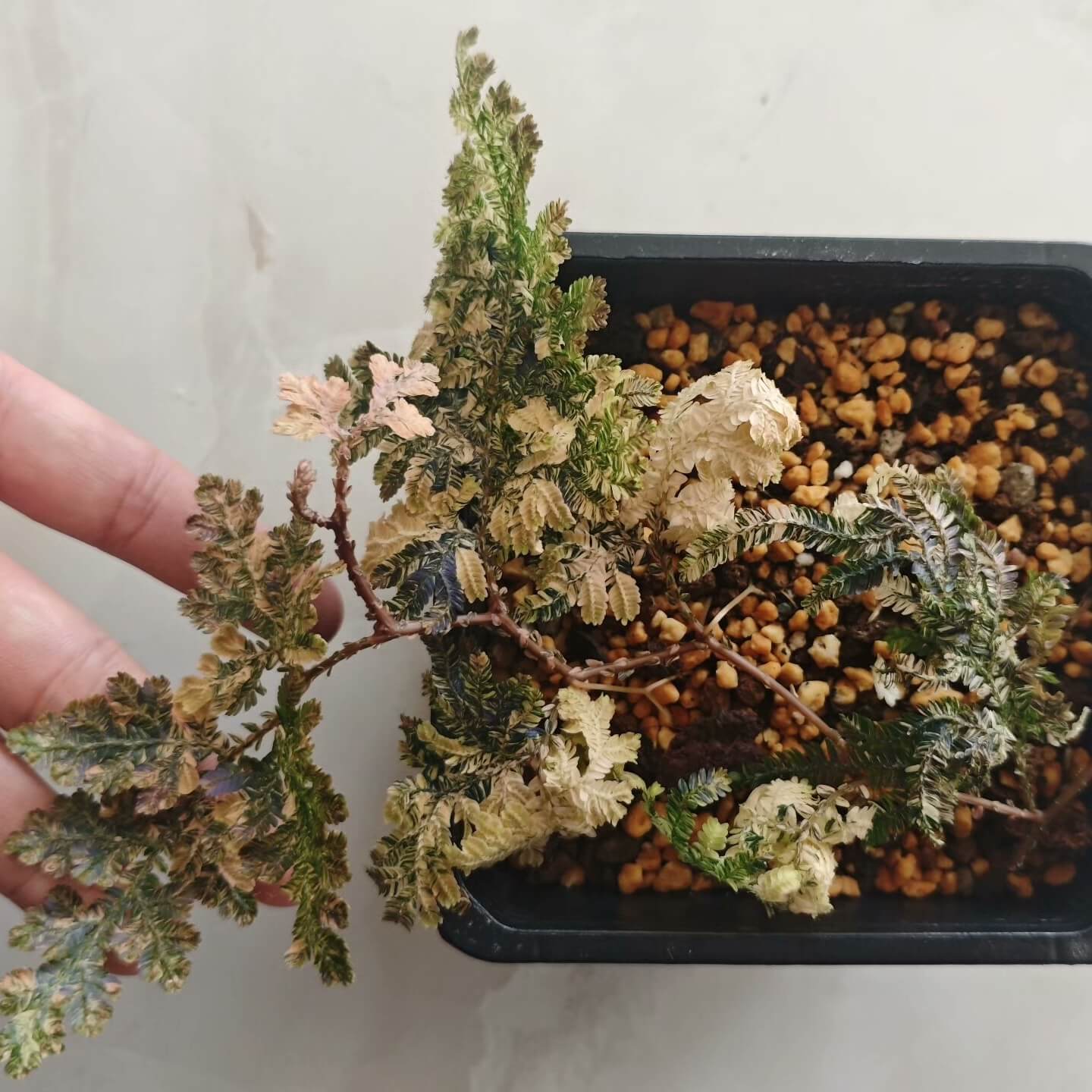 Selaginella cf. willdenowii variegated exhibits exceptional variegation. The foliage is predominantly green, overlaid with extensive yellow to creamy-white variegated sectors that cover a large portion of the leaf surface. The variegation is bright and well-defined, giving the plant a striking appearance. Notably, even in non-variegated areas, the plant shows an intense blue iridescence; its blue coloration is markedly stronger than that observed in other blue-toned Selaginella species I have encountered.