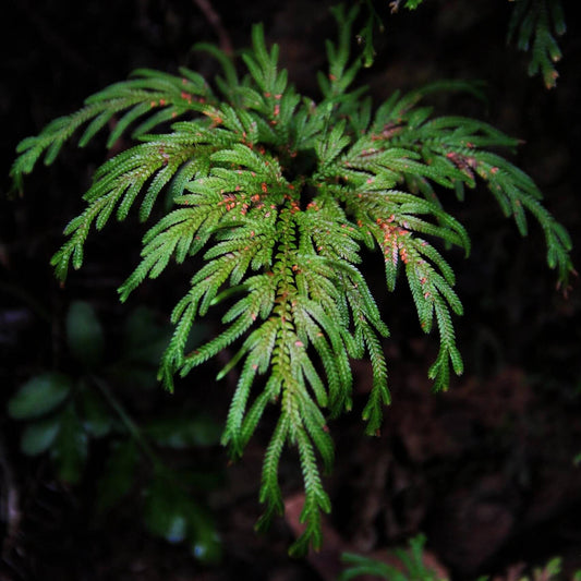Selaginella doederleinii is a perennial herbaceous plant in the Selaginellaceae family, native to subtropical regions of East and Southeast Asia, including southern China, Taiwan, Japan, Laos, Vietnam, and Cambodia. Known for its lush, fern-like foliage, this species is a popular choice for decorative ground cover in shaded garden beds and terrariums.
