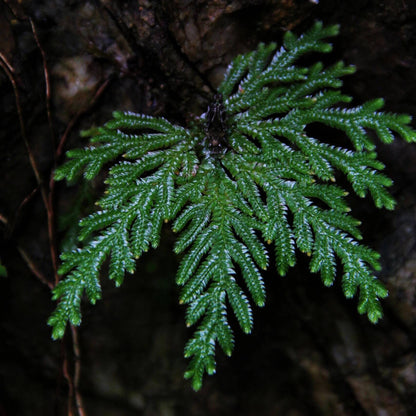 Selaginella doederleinii is a perennial herbaceous plant in the Selaginellaceae family, native to subtropical regions of East and Southeast Asia, including southern China, Taiwan, Japan, Laos, Vietnam, and Cambodia. Known for its lush, fern-like foliage, this species is a popular choice for decorative ground cover in shaded garden beds and terrariums.