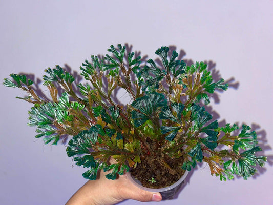 Selaginella ornata belongs to the Selaginellaceae family and the Selaginella genus. Native to tropical and subtropical regions of Southeast Asia, including China (Yunnan, Guangxi), and Malaysia, this species is known for its elegant, fern-like appearance. Its finely divided, feathery leaves make it a favorite in ornamental gardening, terrariums, and ground cover.