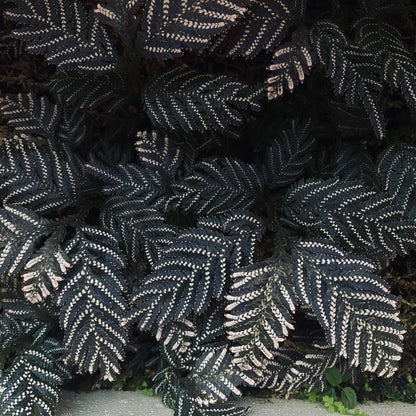 Selaginella picta, a species from the Selaginellaceae family, is native to Southeast Asia, including regions like Vietnam, Laos, and parts of China. It thrives in shaded, humid environments and is well-suited for terrariums or humid indoor settings.