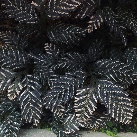 Selaginella picta, a species from the Selaginellaceae family, is native to Southeast Asia, including regions like Vietnam, Laos, and parts of China. It thrives in shaded, humid environments and is well-suited for terrariums or humid indoor settings.