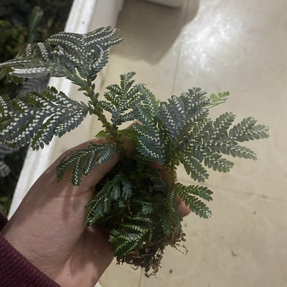 Selaginella picta, a species from the Selaginellaceae family, is native to Southeast Asia, including regions like Vietnam, Laos, and parts of China. It thrives in shaded, humid environments and is well-suited for terrariums or humid indoor settings.