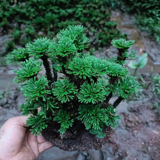 Selaginella tamariscina is an evergreen perennial plant native to China, Japan, Korea, India, the Philippines, the Russian Far East, Taiwan, and northern Thailand. It is known for its exceptional drought resistance, curling up into a tight ball when dry, and unfurling when water is available. This plant is perfect for use in terrariums and thrives in warm environments, with an ideal temperature of around 20°C.