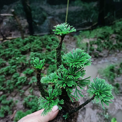 Selaginella tamariscina is an evergreen perennial plant native to China, Japan, Korea, India, the Philippines, the Russian Far East, Taiwan, and northern Thailand. It is known for its exceptional drought resistance, curling up into a tight ball when dry, and unfurling when water is available. This plant is perfect for use in terrariums and thrives in warm environments, with an ideal temperature of around 20°C.