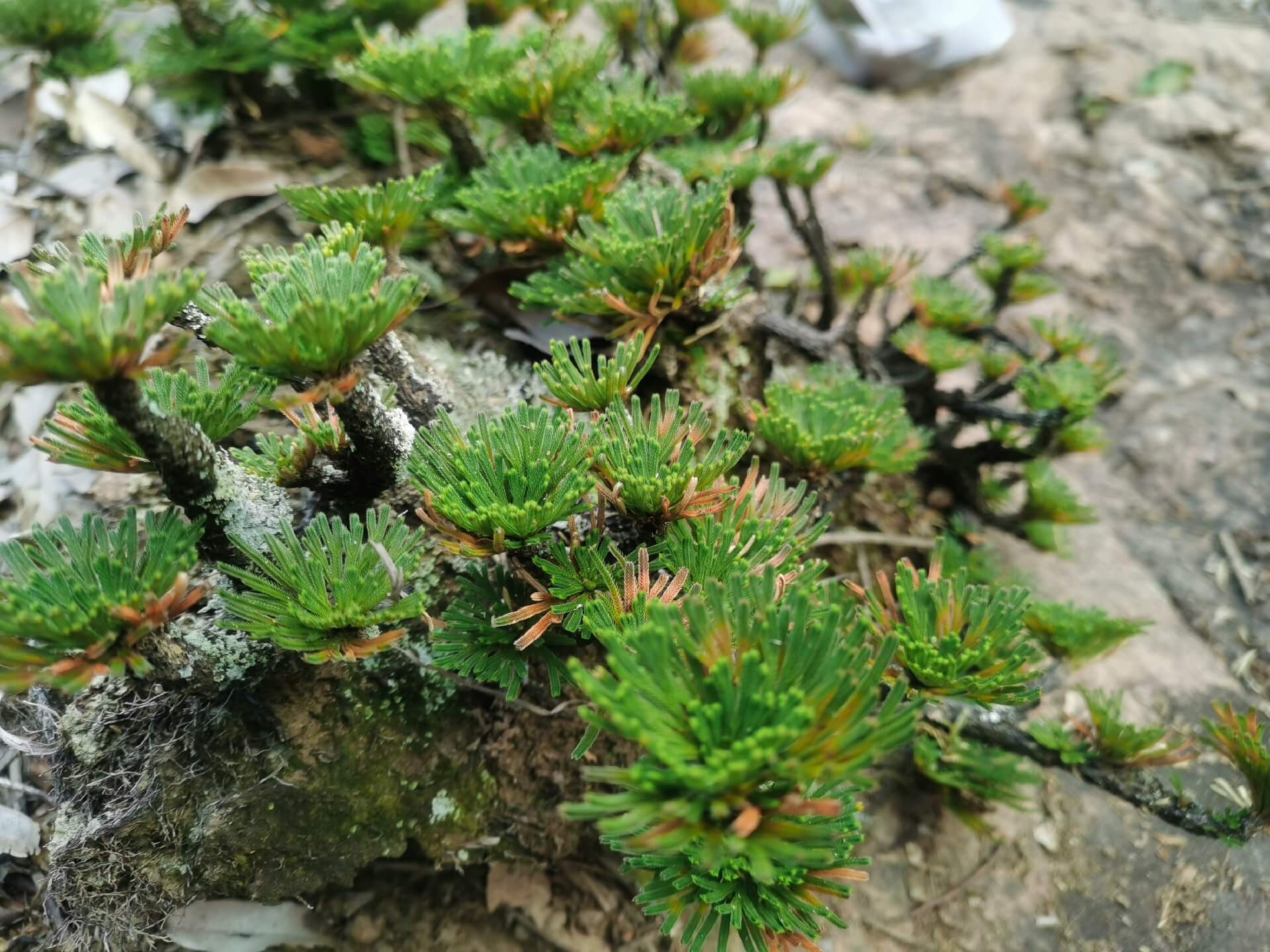Selaginella tamariscina is an evergreen perennial plant native to China, Japan, Korea, India, the Philippines, the Russian Far East, Taiwan, and northern Thailand. It is known for its exceptional drought resistance, curling up into a tight ball when dry, and unfurling when water is available. This plant is perfect for use in terrariums and thrives in warm environments, with an ideal temperature of around 20°C.
