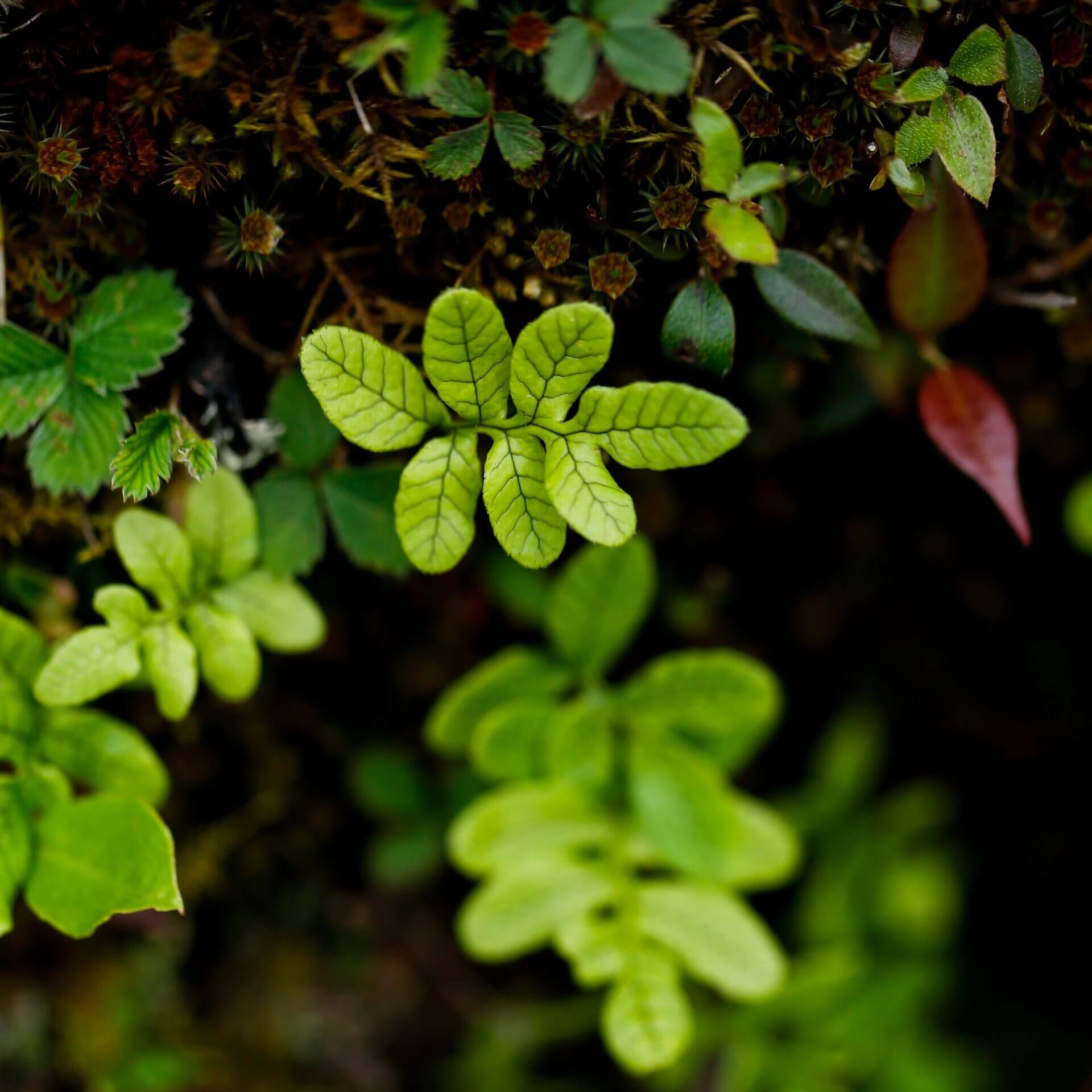 Selliguea crenatopinnata is a fern from the Polypodiaceae family, known for its distinctive appearance and adaptability. This species is typically found growing in pine forests at elevations between 1900 and 2900 meters. It is native to the eastern Himalayas, southern China, and northern Myanmar. Thanks to its natural habitat preferences, Selliguea crenatopinnata thrives in humid, shaded environments, making it an excellent choice for rainforest terrariums.