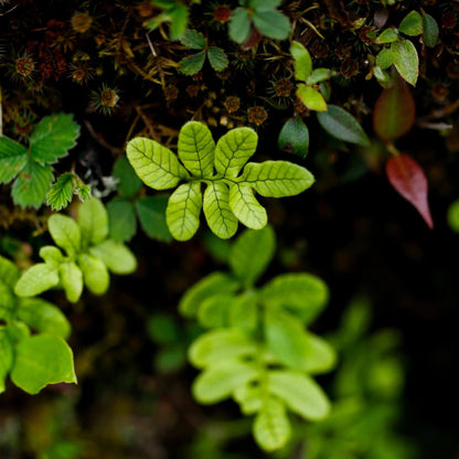 Selliguea crenatopinnata is a fern from the Polypodiaceae family, known for its distinctive appearance and adaptability. This species is typically found growing in pine forests at elevations between 1900 and 2900 meters. It is native to the eastern Himalayas, southern China, and northern Myanmar. Thanks to its natural habitat preferences, Selliguea crenatopinnata thrives in humid, shaded environments, making it an excellent choice for rainforest terrariums.