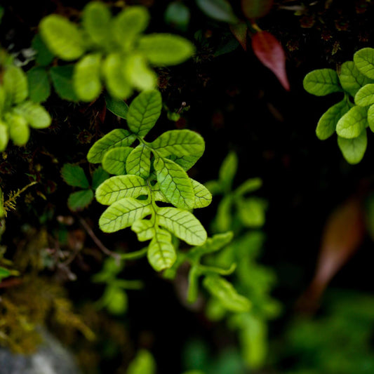 Selliguea crenatopinnata is a fern from the Polypodiaceae family, known for its distinctive appearance and adaptability. This species is typically found growing in pine forests at elevations between 1900 and 2900 meters. It is native to the eastern Himalayas, southern China, and northern Myanmar. Thanks to its natural habitat preferences, Selliguea crenatopinnata thrives in humid, shaded environments, making it an excellent choice for rainforest terrariums.