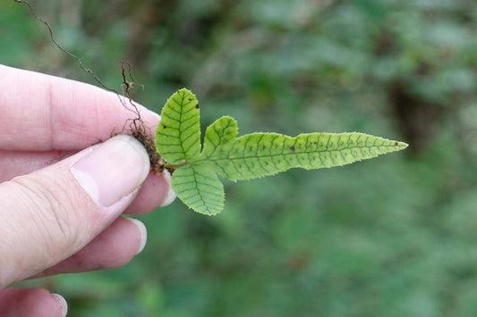 Selliguea glaucopsis is a small, epiphytic fern native to the temperate regions of the Himalayas and southern China, including Sichuan and Yunnan. This fern thrives in humid, shaded environments, making it an ideal addition to terrariums or as a houseplant.