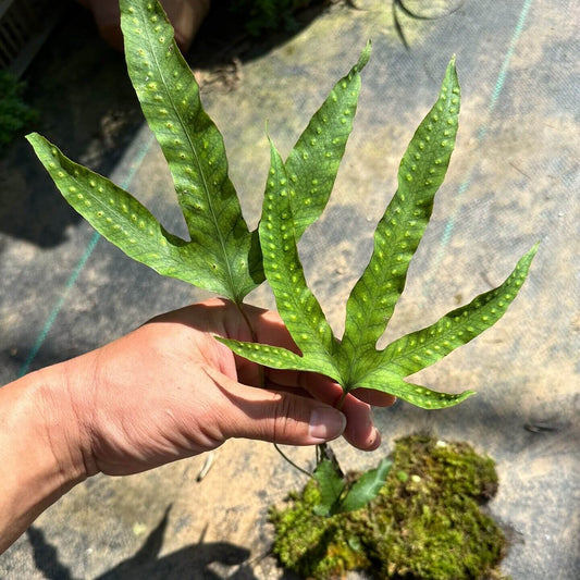 Selliguea hastata is a rhizomatous epiphytic or lithophytic fern native to East and Southeast Asia, including China, Japan, and the Philippines. It typically grows on rocks, tree trunks, or shaded forest slopes in humid environments. The fronds are leathery and variable in shape, often simple when young but becoming distinctly three-lobed (hastate) with maturity. The underside of the fronds bears round sori arranged between the veins, and the plant spreads slowly through creeping rhizomes.