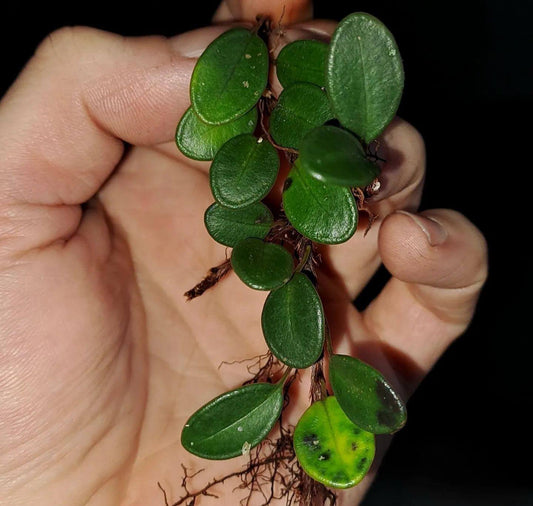 Selliguea metacoela is a rare and visually striking fern species native to the tropical rainforests of Borneo, Malaysia, and Sumatra. Belonging to the Polypodiaceae family, this epiphytic fern is renowned for its unique bluish-green leaves and compact growth habit, making it a sought-after addition for terrariums and paludariums.
