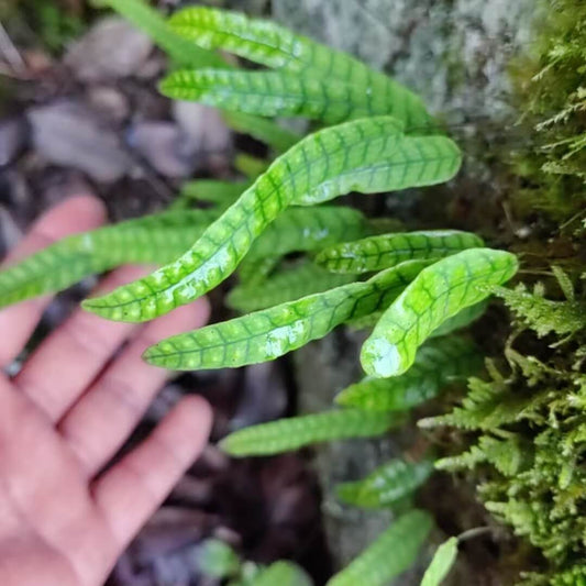 Selliguea rhynchophylla is a small, epiphytic fern native to tropical and subtropical regions including southern China, the Eastern Himalayas, Taiwan, Vietnam, Laos, Thailand, Myanmar, and Cambodia. This charming fern thrives in humid, shaded environments, making it an ideal addition to terrariums or as a houseplant.