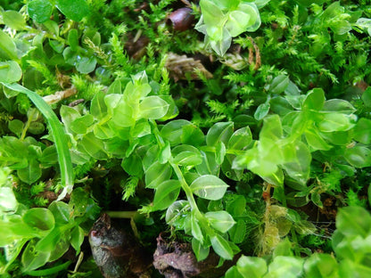 Plagiomnium acutum, commonly known as Sharp-leaved Creeping Moss, is a moss species that grows in dense, creeping clusters. It is characterized by large, vibrant green plants that range from light to deep green when moist, making it highly attractive in landscaping.