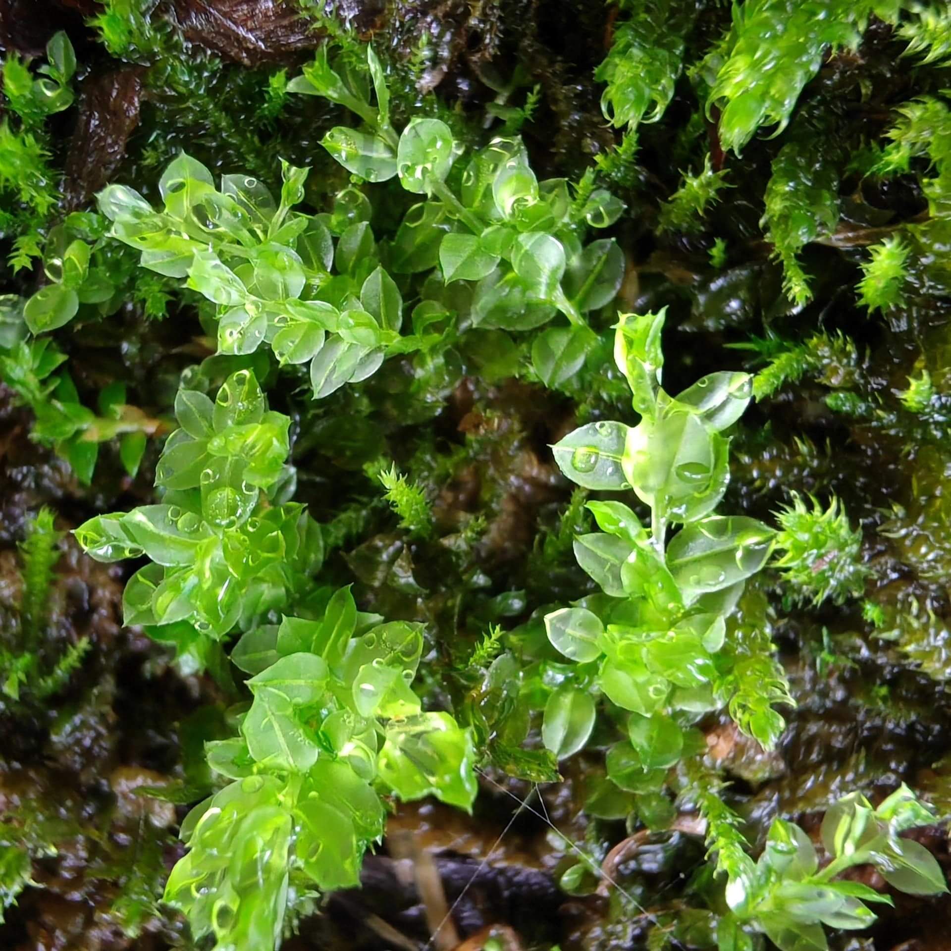 Plagiomnium acutum, commonly known as Sharp-leaved Creeping Moss, is a moss species that grows in dense, creeping clusters. It is characterized by large, vibrant green plants that range from light to deep green when moist, making it highly attractive in landscaping.