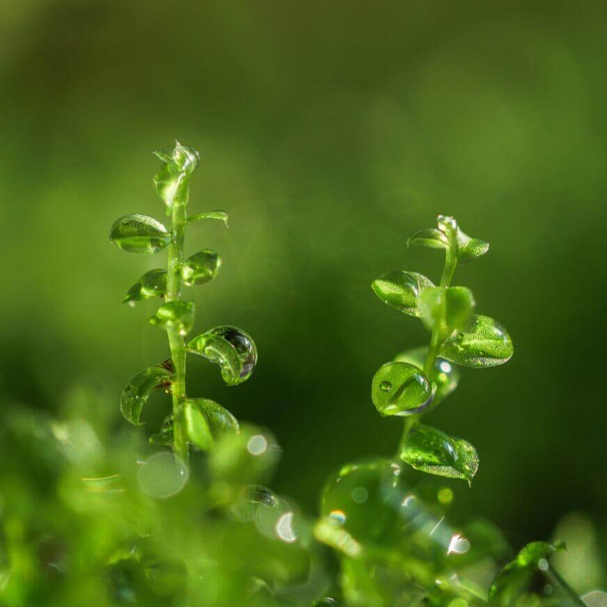 Plagiomnium acutum, commonly known as Sharp-leaved Creeping Moss, is a moss species that grows in dense, creeping clusters. It is characterized by large, vibrant green plants that range from light to deep green when moist, making it highly attractive in landscaping.