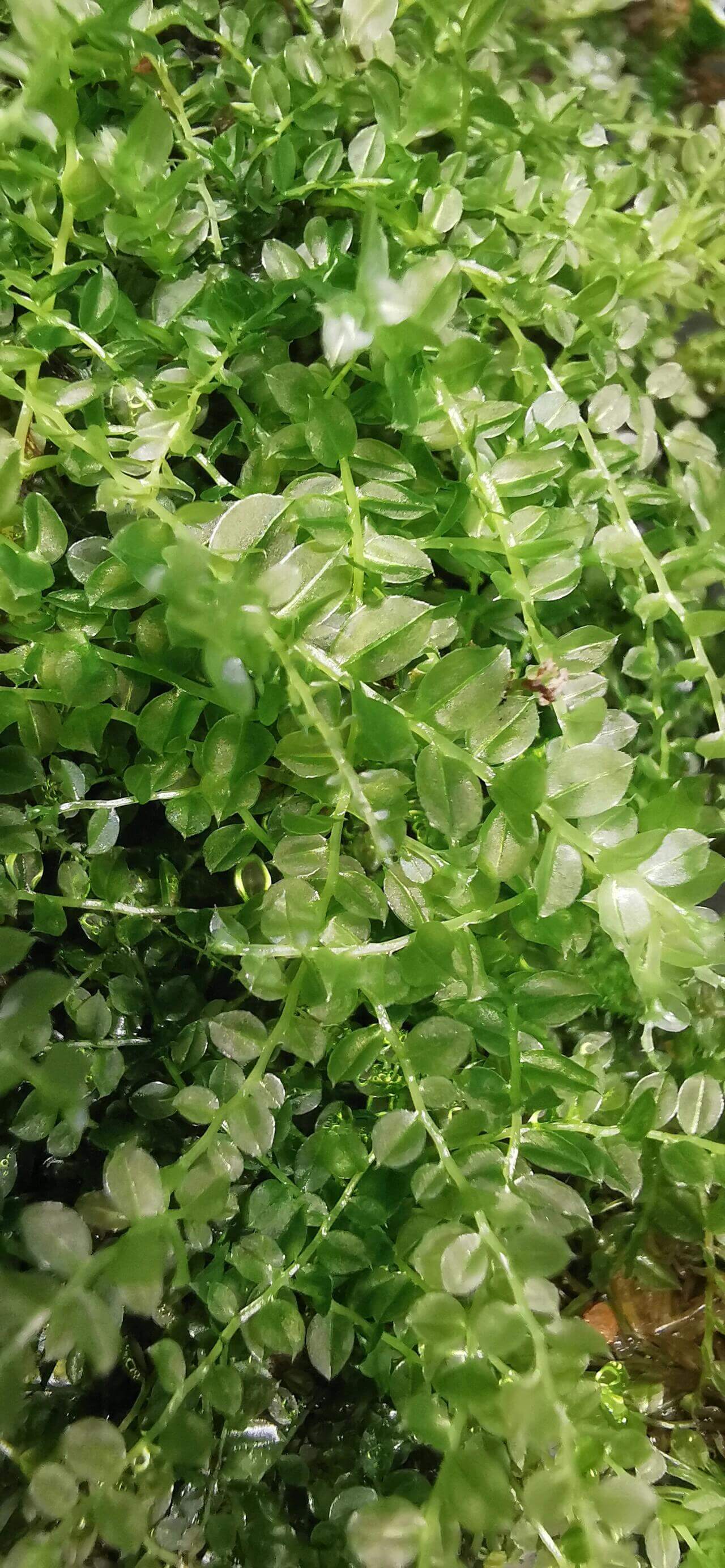 Plagiomnium acutum, commonly known as Sharp-leaved Creeping Moss, is a moss species that grows in dense, creeping clusters. It is characterized by large, vibrant green plants that range from light to deep green when moist, making it highly attractive in landscaping.