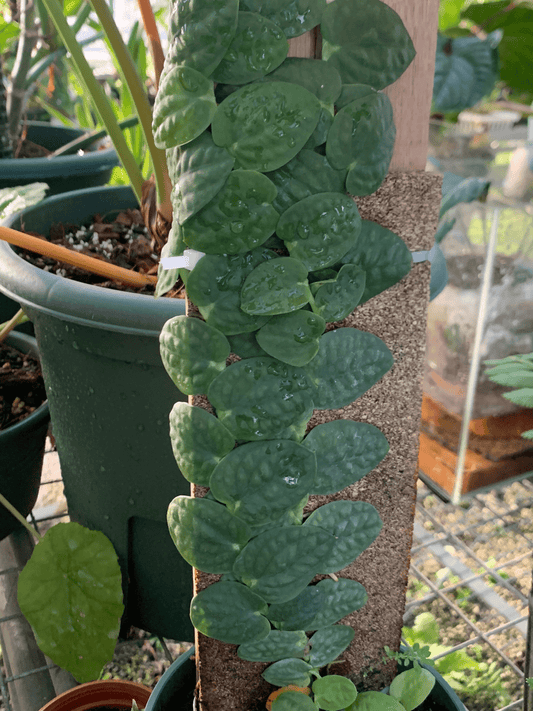 Rhaphidophora celatocaulis, commonly known as the shingle plant, is a rare and captivating aroid native to Southeast Asia, including Borneo, Sumatra, and the Philippines. This plant is renowned for its unique growth habit, where its leaves grow flat against surfaces, resembling shingles on a roof.