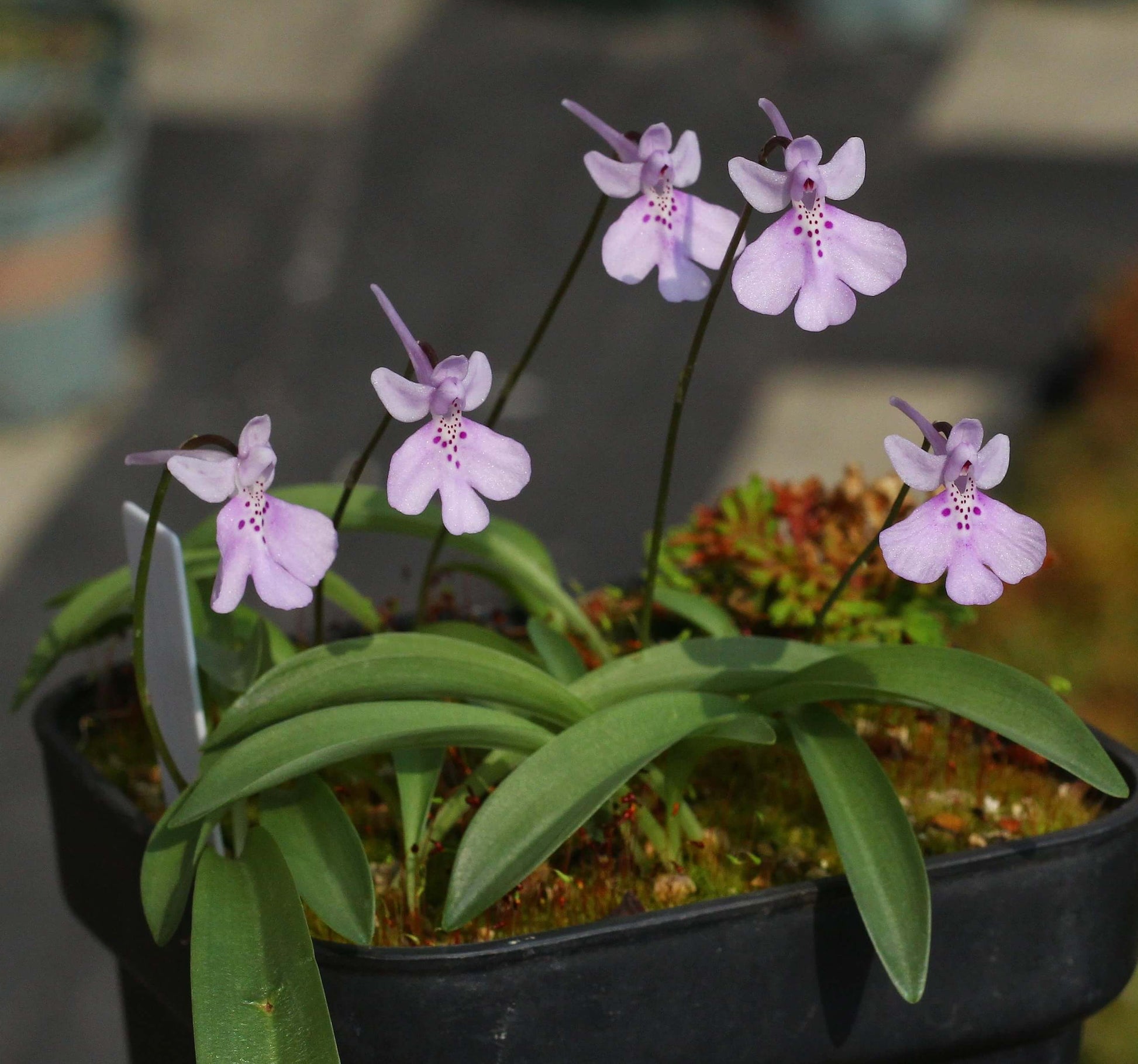 Shizhenia pinguicula (syn. Amitostigma pinguicula) is a rare terrestrial orchid species endemic to southeast China that grows from an ovoid tuber and typically produces a single basal leaf and one relatively large flower; in the wild it occurs on moist, rocky soils in forests, grasslands, and valleys at low elevations.