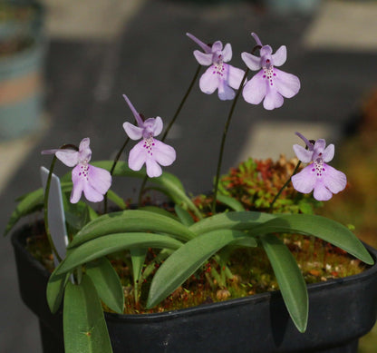 Shizhenia pinguicula (syn. Amitostigma pinguicula) is a rare terrestrial orchid species endemic to southeast China that grows from an ovoid tuber and typically produces a single basal leaf and one relatively large flower; in the wild it occurs on moist, rocky soils in forests, grasslands, and valleys at low elevations.