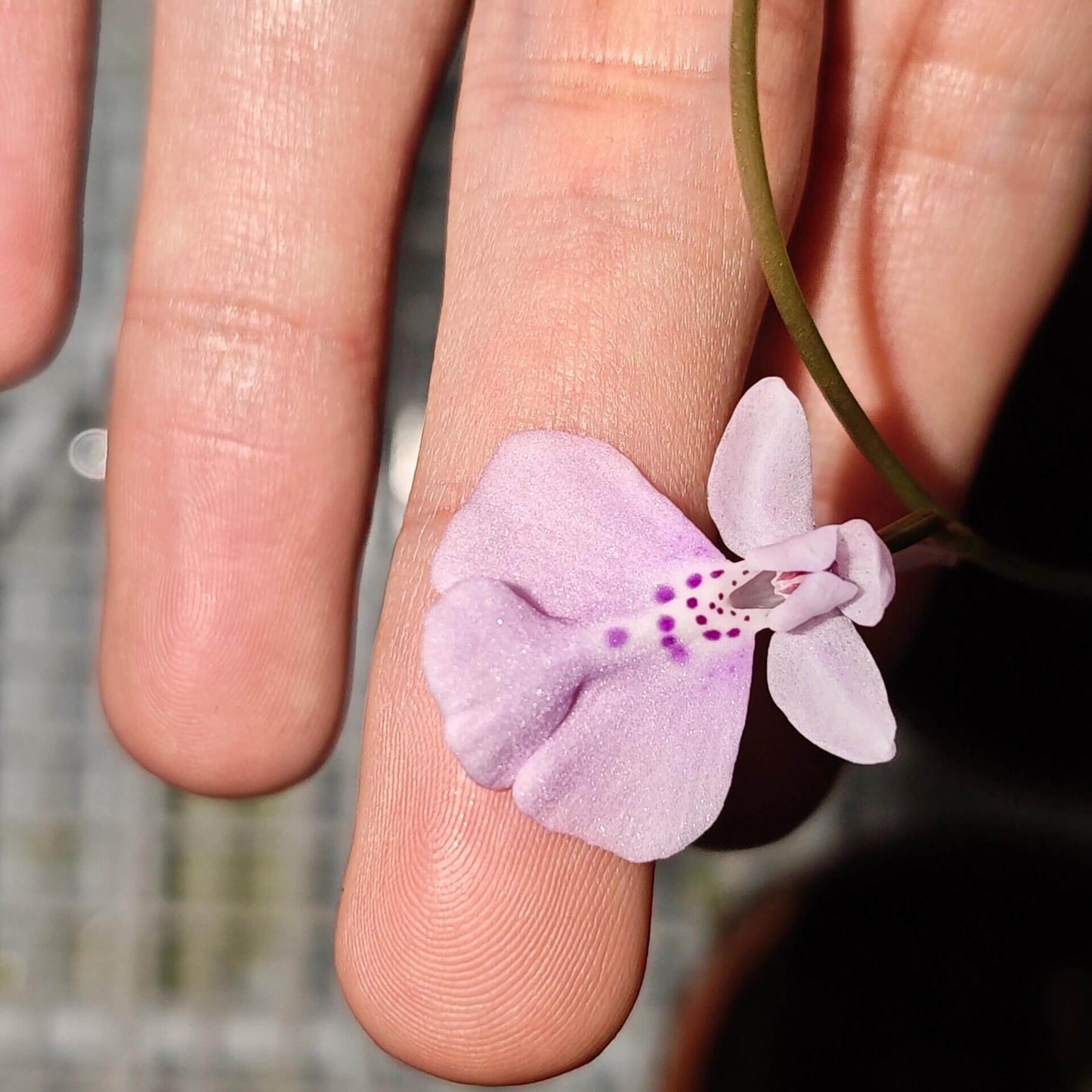 Shizhenia pinguicula (syn. Amitostigma pinguicula) is a rare terrestrial orchid species endemic to southeast China that grows from an ovoid tuber and typically produces a single basal leaf and one relatively large flower; in the wild it occurs on moist, rocky soils in forests, grasslands, and valleys at low elevations.
