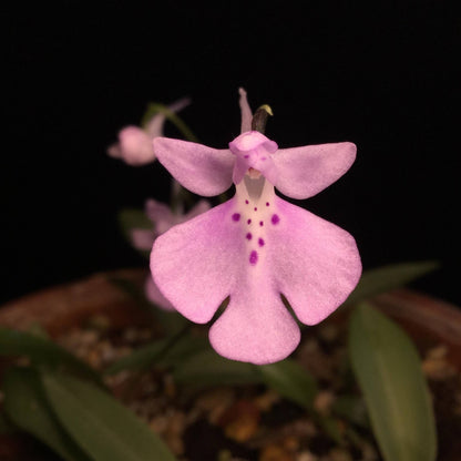 Shizhenia pinguicula (syn. Amitostigma pinguicula) is a rare terrestrial orchid species endemic to southeast China that grows from an ovoid tuber and typically produces a single basal leaf and one relatively large flower; in the wild it occurs on moist, rocky soils in forests, grasslands, and valleys at low elevations.