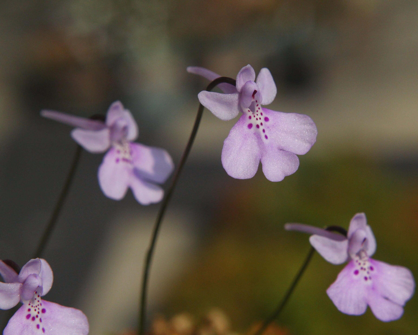 Shizhenia pinguicula (syn. Amitostigma pinguicula) is a rare terrestrial orchid species endemic to southeast China that grows from an ovoid tuber and typically produces a single basal leaf and one relatively large flower; in the wild it occurs on moist, rocky soils in forests, grasslands, and valleys at low elevations.