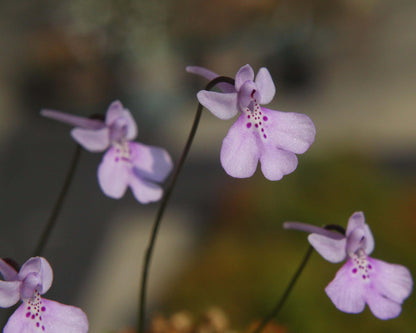 Shizhenia pinguicula (syn. Amitostigma pinguicula) is a rare terrestrial orchid species endemic to southeast China that grows from an ovoid tuber and typically produces a single basal leaf and one relatively large flower; in the wild it occurs on moist, rocky soils in forests, grasslands, and valleys at low elevations.