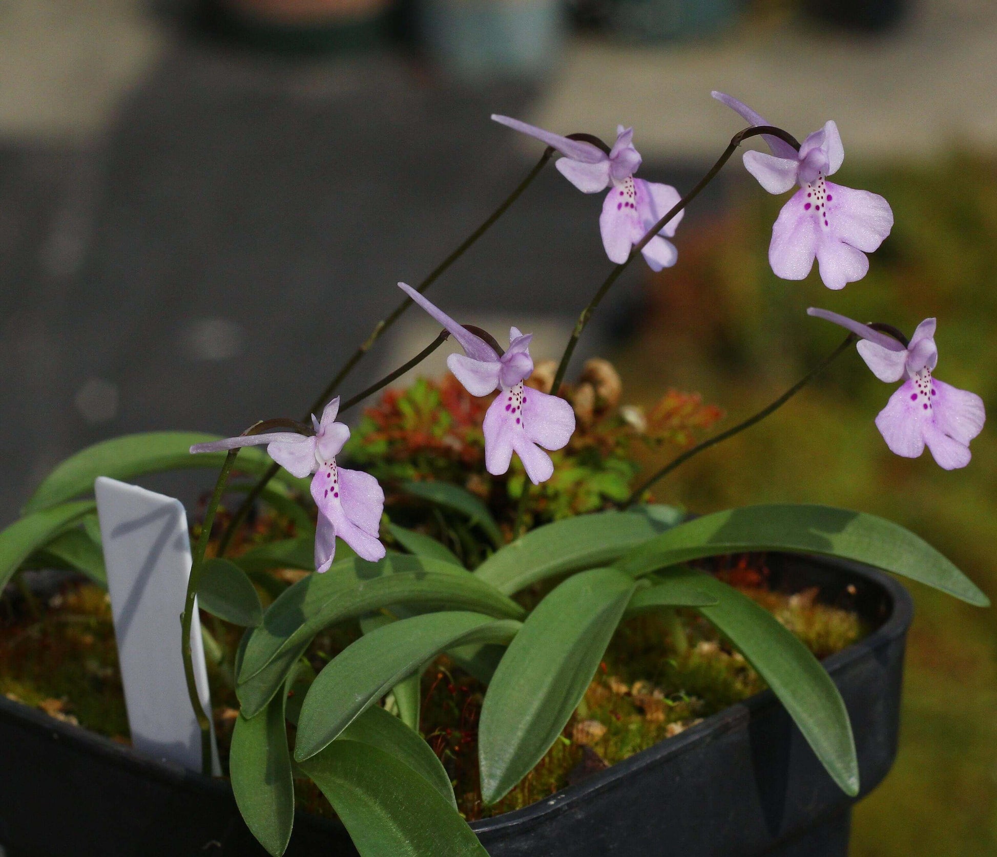 Shizhenia pinguicula (syn. Amitostigma pinguicula) is a rare terrestrial orchid species endemic to southeast China that grows from an ovoid tuber and typically produces a single basal leaf and one relatively large flower; in the wild it occurs on moist, rocky soils in forests, grasslands, and valleys at low elevations.