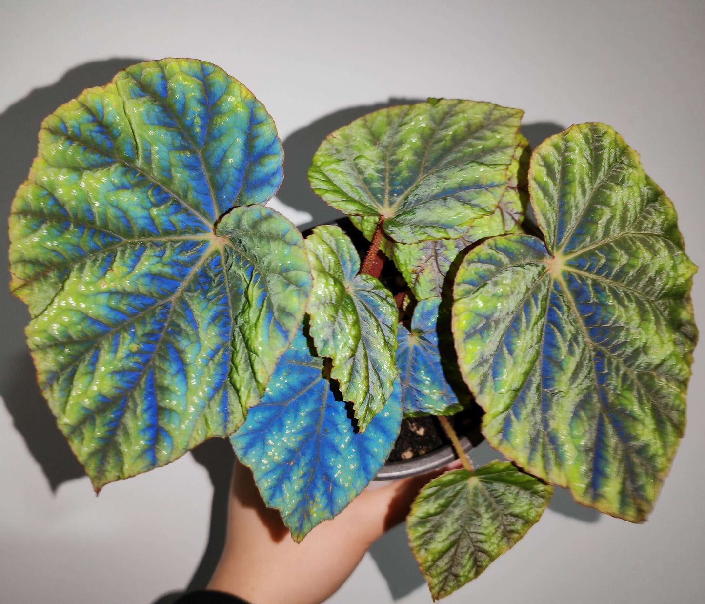 Origin: Native to the Shiwanshan region of China, this begonia species is found in subtropical, mountainous areas with a relatively mild climate. It’s known for its distinctive appearance and slow growth. Features: Leaves: The plant has large, rounded, and somewhat glossy leaves. The leaves feature dark green coloration with attractive silver patterns or spots, giving it a stunning contrast. The edges of the leaves are slightly serrated and can have a reddish tint on the undersides.