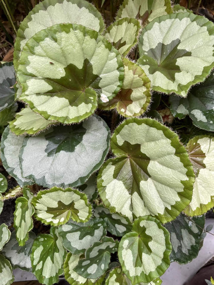 Begonia jingxiensis var. mashanica is a rare, rhizomatous perennial from the limestone hills and cave mouths of Guangxi, China. It grows by means of creeping underground stems that root at each node, sending up nearly circular, peltate leaves with softly scalloped edges and a fine fringe of hairs. Each leaf bears bold, irregular patches of pale silvery-green set against a deep green background, and new shoots sometimes show a muted bronze flush before settling into mature tones.