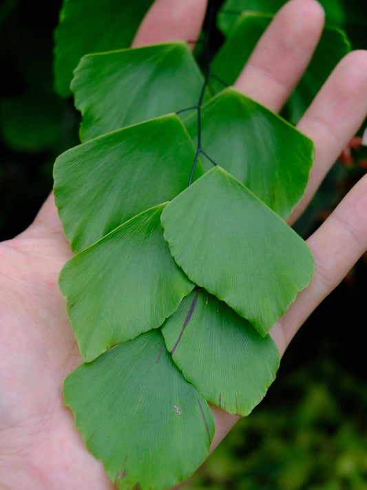 Adiantum peruvianum, commonly known as the Silver Dollar Fern, is a striking fern native to the humid tropical regions of South America. This fern is celebrated for its large, flat, fan-shaped leaflets that emerge with a soft pink hue, transitioning to a silvery-green and eventually to a deep green as they mature.