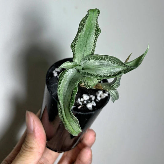 Aspidogyne argentea, the Silver Jewel Orchid, is a miniature terrestrial orchid revered for its striking silver-streaked green foliage. Native to Central and South America (Venezuela, Brazil, Paraguay, Argentina), it forms compact rosettes (8–15 cm wide) with dark green leaves and prominent silvery veins—perfect for terrariums and humid micro‑environments.