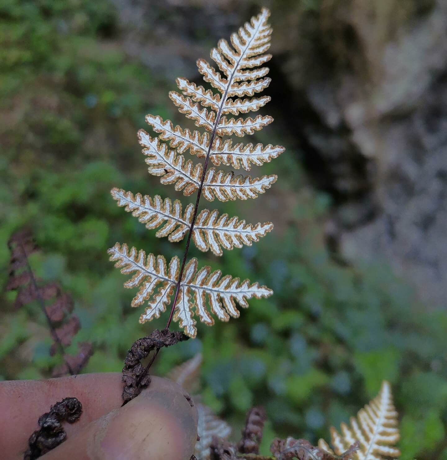 Aleuritopteris anceps, previously classified under Cheilanthes anceps, is a lithophytic fern native to tropical and subtropical Asia. Its distribution spans regions including Assam, Bangladesh, southern and eastern China, the Himalayas, India, Myanmar, Nepal, Sri Lanka, Thailand, and parts of Southeast Asia.