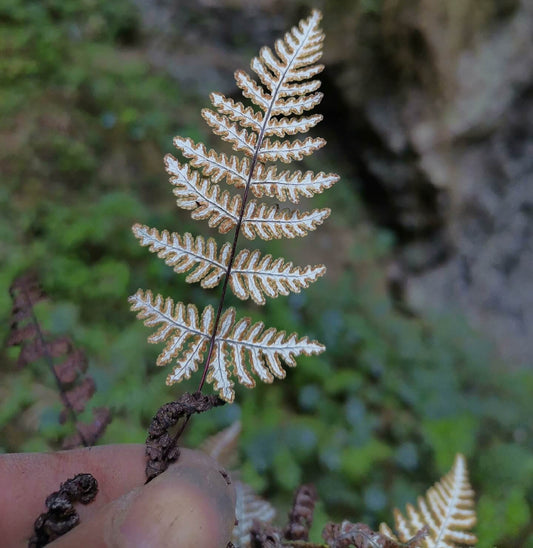 Aleuritopteris anceps, previously classified under Cheilanthes anceps, is a lithophytic fern native to tropical and subtropical Asia. Its distribution spans regions including Assam, Bangladesh, southern and eastern China, the Himalayas, India, Myanmar, Nepal, Sri Lanka, Thailand, and parts of Southeast Asia.