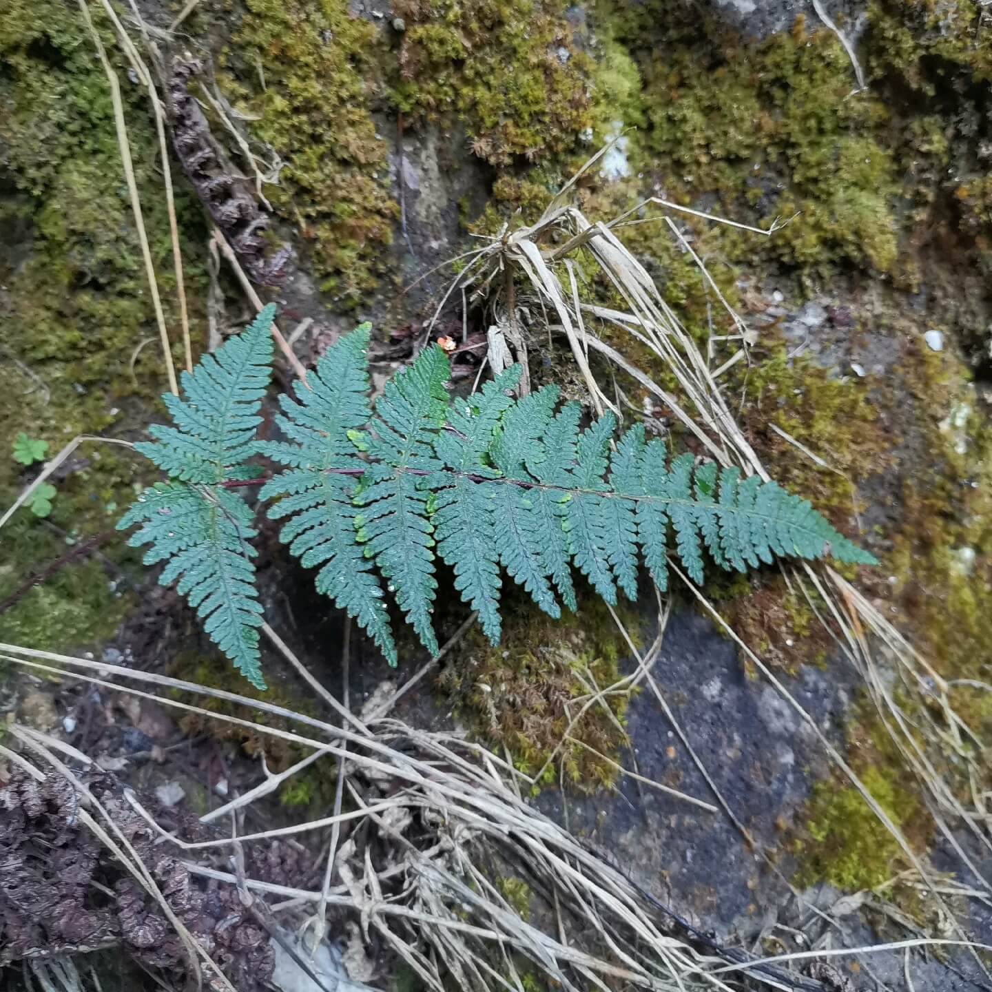Aleuritopteris anceps, previously classified under Cheilanthes anceps, is a lithophytic fern native to tropical and subtropical Asia. Its distribution spans regions including Assam, Bangladesh, southern and eastern China, the Himalayas, India, Myanmar, Nepal, Sri Lanka, Thailand, and parts of Southeast Asia.
