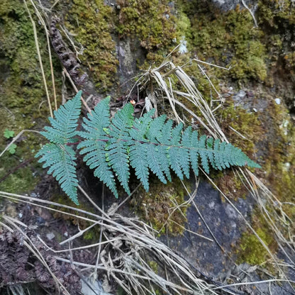 Aleuritopteris anceps, previously classified under Cheilanthes anceps, is a lithophytic fern native to tropical and subtropical Asia. Its distribution spans regions including Assam, Bangladesh, southern and eastern China, the Himalayas, India, Myanmar, Nepal, Sri Lanka, Thailand, and parts of Southeast Asia.