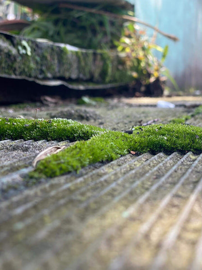 Bryum argenteum, commonly known as Silvergreen Bryum Moss or Silvery Thread Moss, is an incredibly resilient moss that will grow vigorously as long as it encounters the right conditions. Its texture is soft and fluffy to the touch. This moss species has a distinct personality and requires specific environmental conditions to thrive. If its needs are not met, its health can decline quickly, but once provided with the proper environment, it will quickly bounce back.