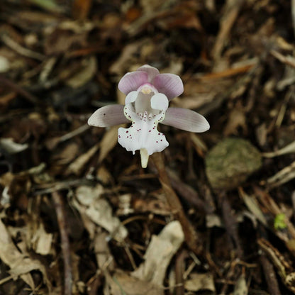 Changnienia amoena is the only species in the monotypic genus Changnienia, belonging to the orchid family Orchidaceae, subtribe Calypsoinae. Described in 1935, it is a terrestrial orchid that grows on the ground rather than epiphytically and possesses pseudobulbs—swollen underground or at-ground storage organs. Each plant typically bears a single, solitary leaf and produces one fairly large flower, about 6.5 cm across, with a purplish-pink or pinkish coloration.