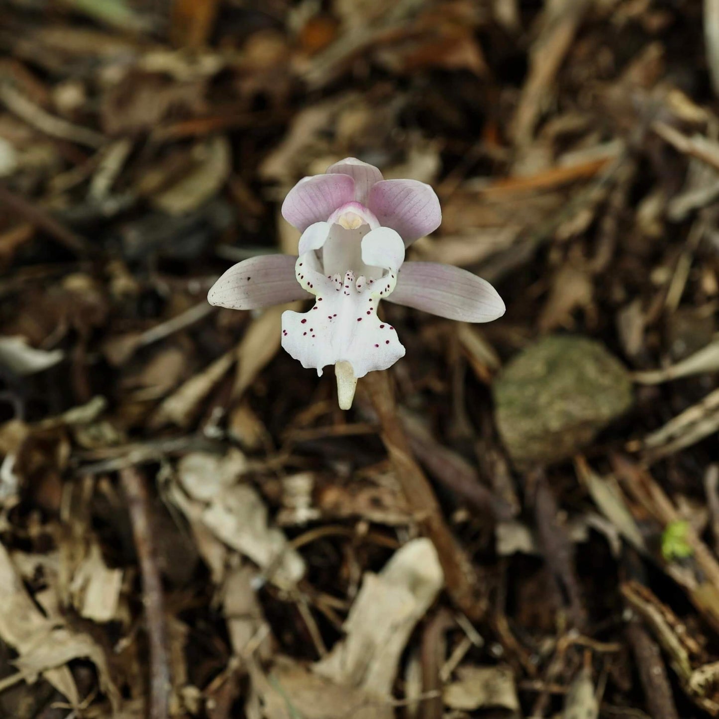 Changnienia amoena is the only species in the monotypic genus Changnienia, belonging to the orchid family Orchidaceae, subtribe Calypsoinae. Described in 1935, it is a terrestrial orchid that grows on the ground rather than epiphytically and possesses pseudobulbs—swollen underground or at-ground storage organs. Each plant typically bears a single, solitary leaf and produces one fairly large flower, about 6.5 cm across, with a purplish-pink or pinkish coloration.
