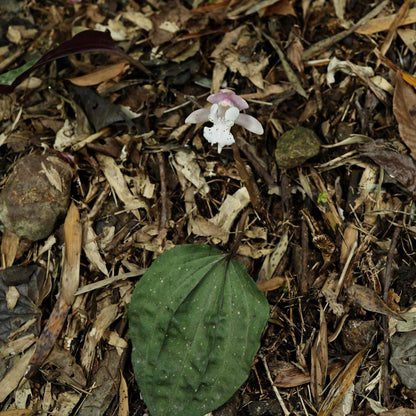 Changnienia amoena is the only species in the monotypic genus Changnienia, belonging to the orchid family Orchidaceae, subtribe Calypsoinae. Described in 1935, it is a terrestrial orchid that grows on the ground rather than epiphytically and possesses pseudobulbs—swollen underground or at-ground storage organs. Each plant typically bears a single, solitary leaf and produces one fairly large flower, about 6.5 cm across, with a purplish-pink or pinkish coloration.
