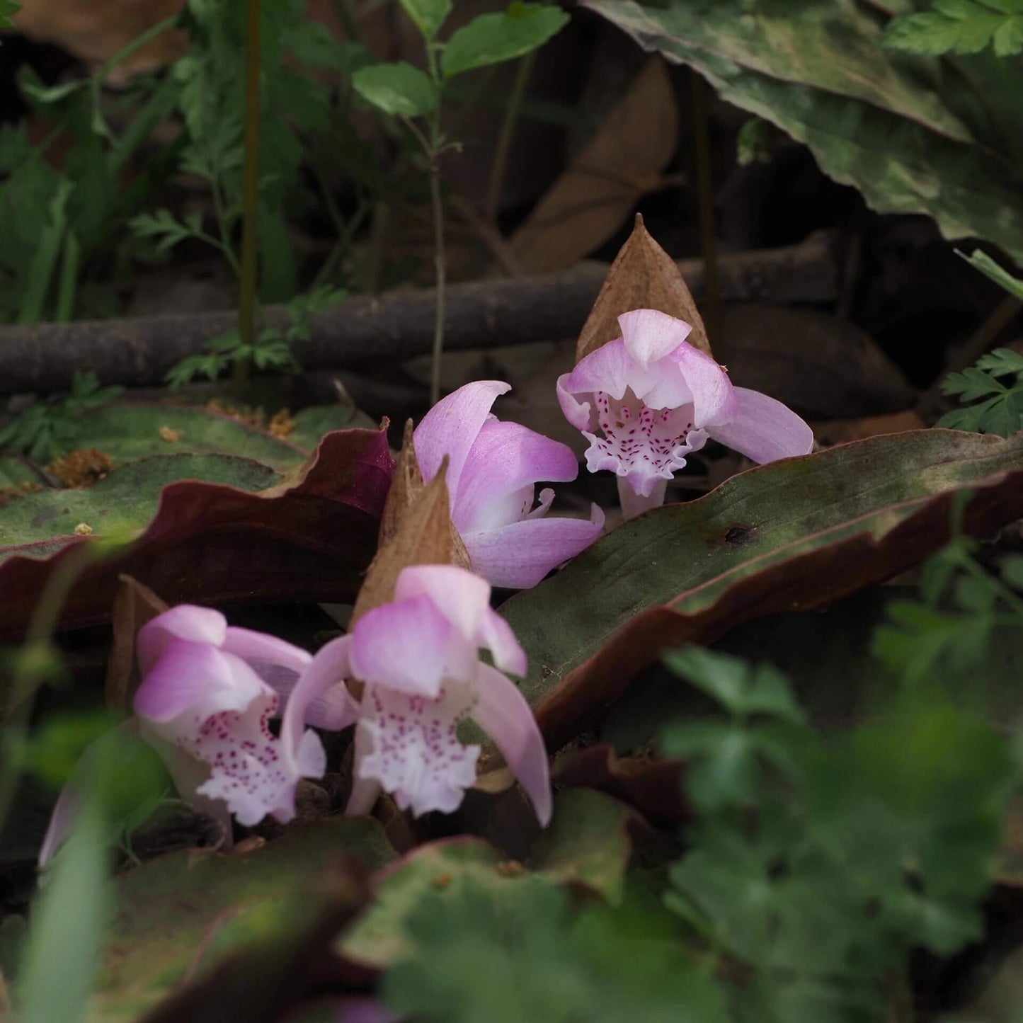 Changnienia amoena is the only species in the monotypic genus Changnienia, belonging to the orchid family Orchidaceae, subtribe Calypsoinae. Described in 1935, it is a terrestrial orchid that grows on the ground rather than epiphytically and possesses pseudobulbs—swollen underground or at-ground storage organs. Each plant typically bears a single, solitary leaf and produces one fairly large flower, about 6.5 cm across, with a purplish-pink or pinkish coloration.